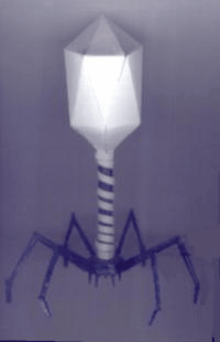 bacteriophageT4.gif